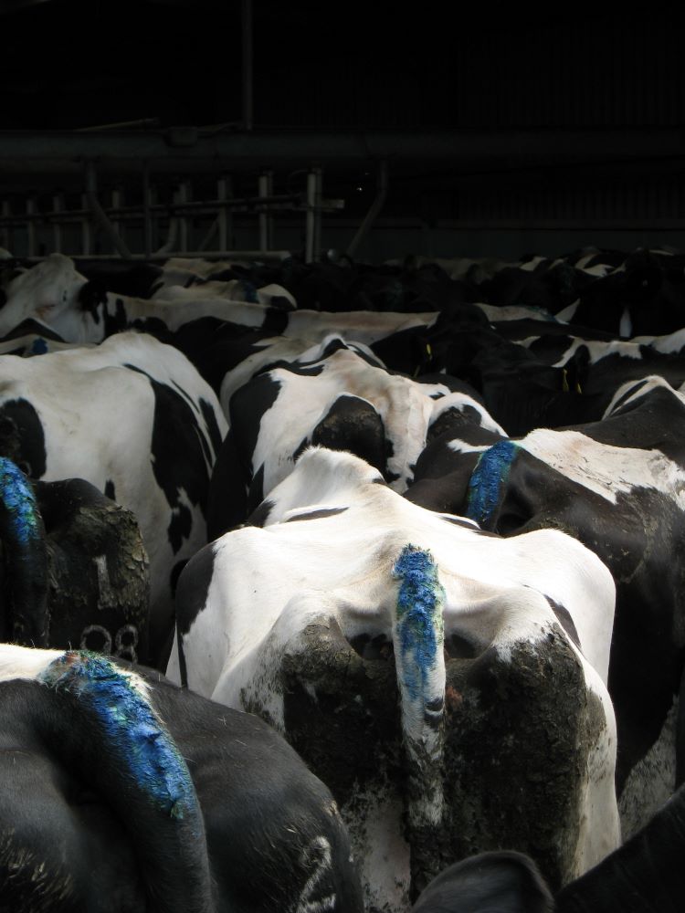 Cows with tail paint